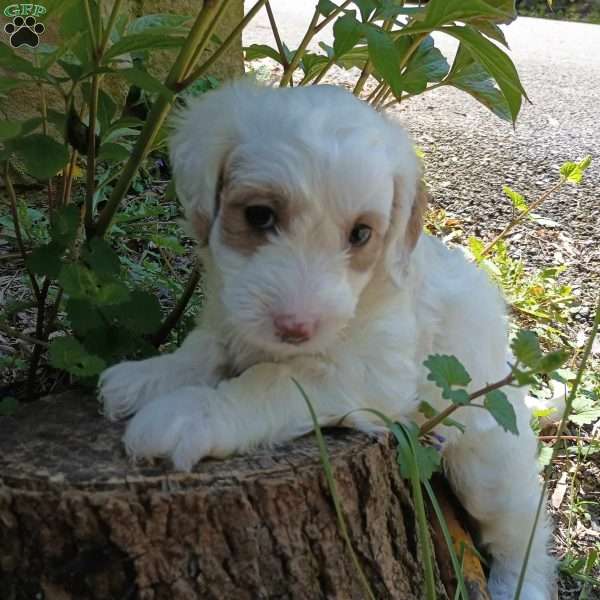 Fola, Mini Goldendoodle Puppy